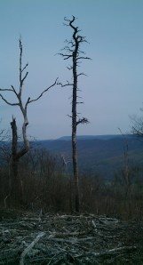 Dead and dying trees are plentiful on the Tuscarora ridge.