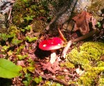00_Toadstool