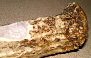 Detail of the antler handle base.