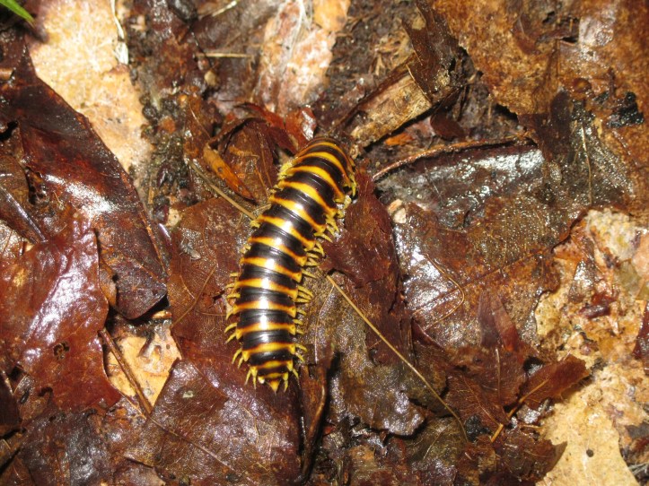 These large colorful millipedes hung out around our shelter. They're harmless leaf eaters.