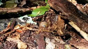 A land snail nestled into a rotting log.
