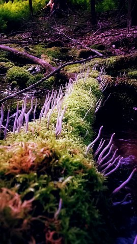Moss spires on a log near the Hemlocks Natural Area.