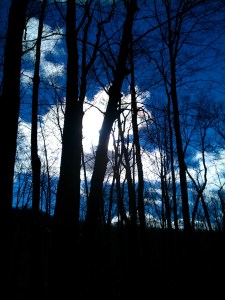 From the Old Loggers Path, January 2013.