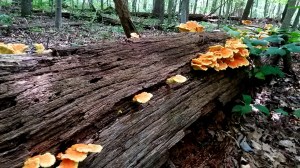 Some very colorful fungus on a log.