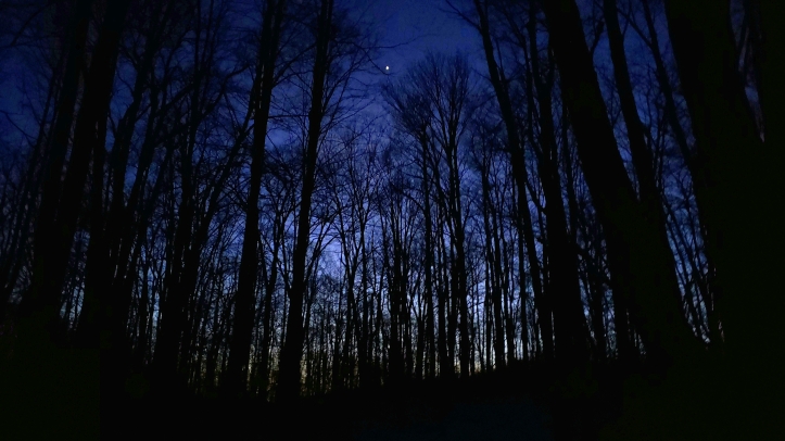 A single star in blue night with silhouette trees